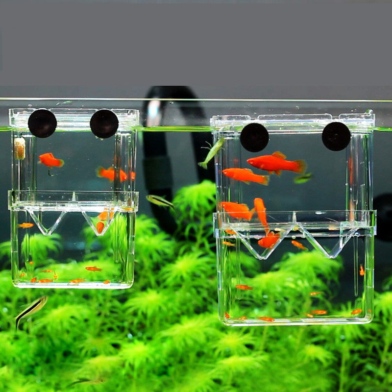 Caixa de isolamento para criaç - Betta Fish Tank avaliação e preço